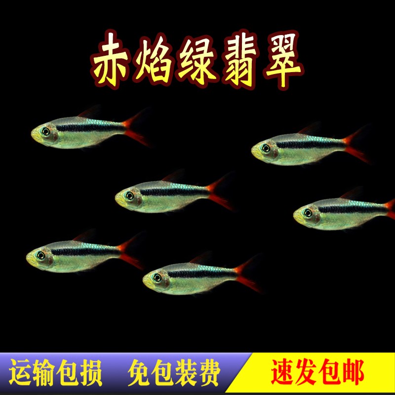 2-3cm赤焰绿翡翠2条