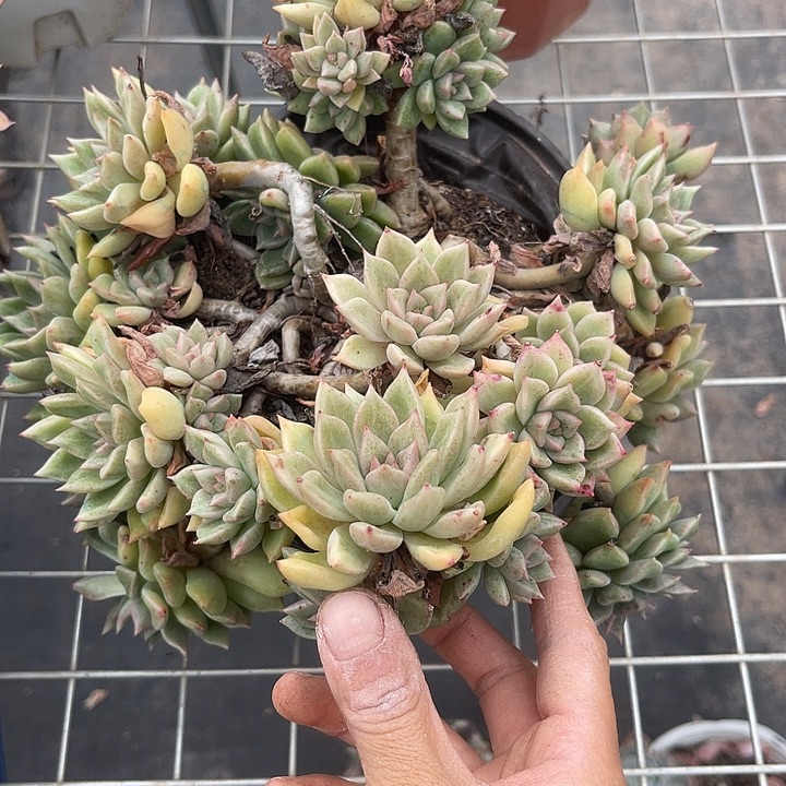 晨语多肉，一物一拍璀璨