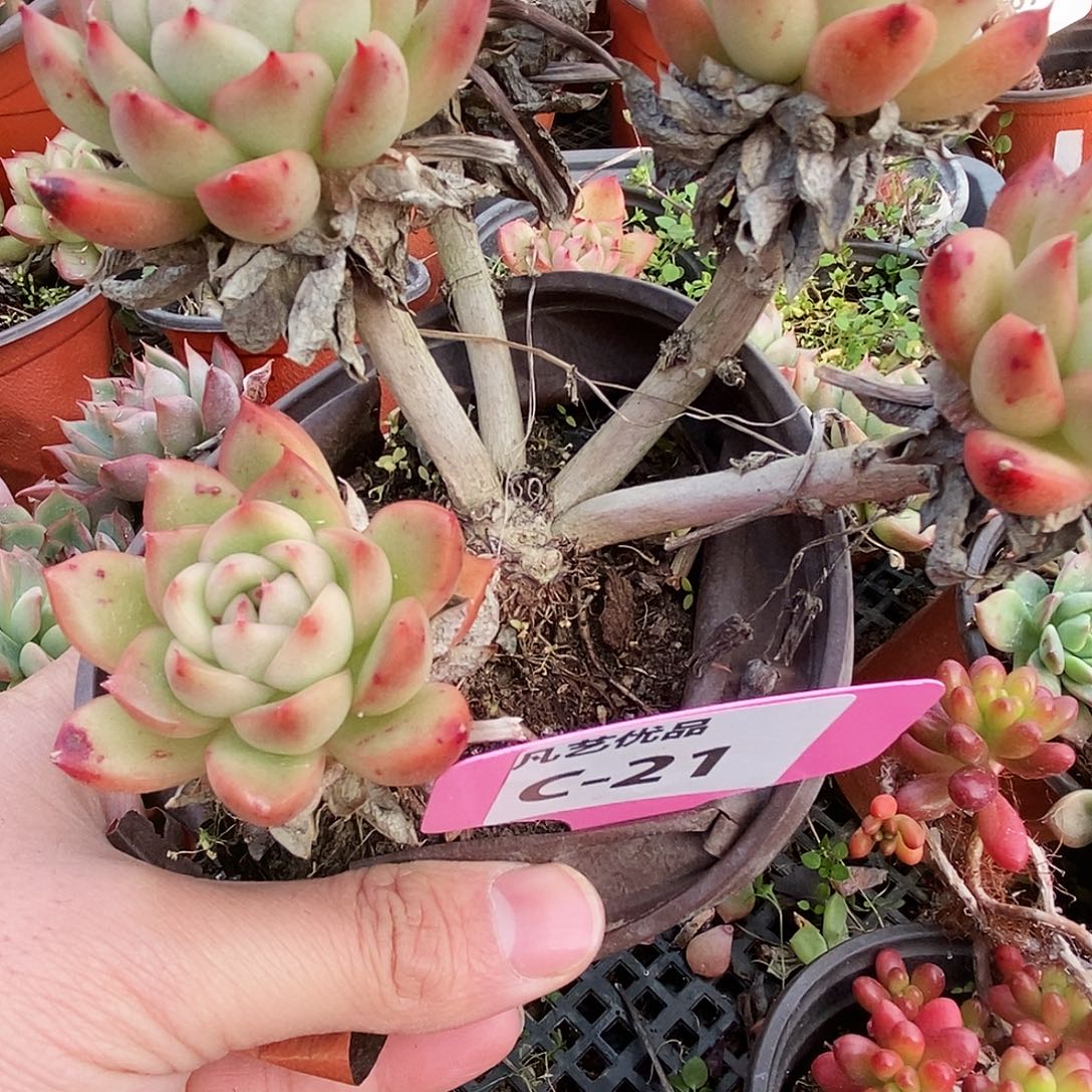 一物一拍C21满9.9包邮