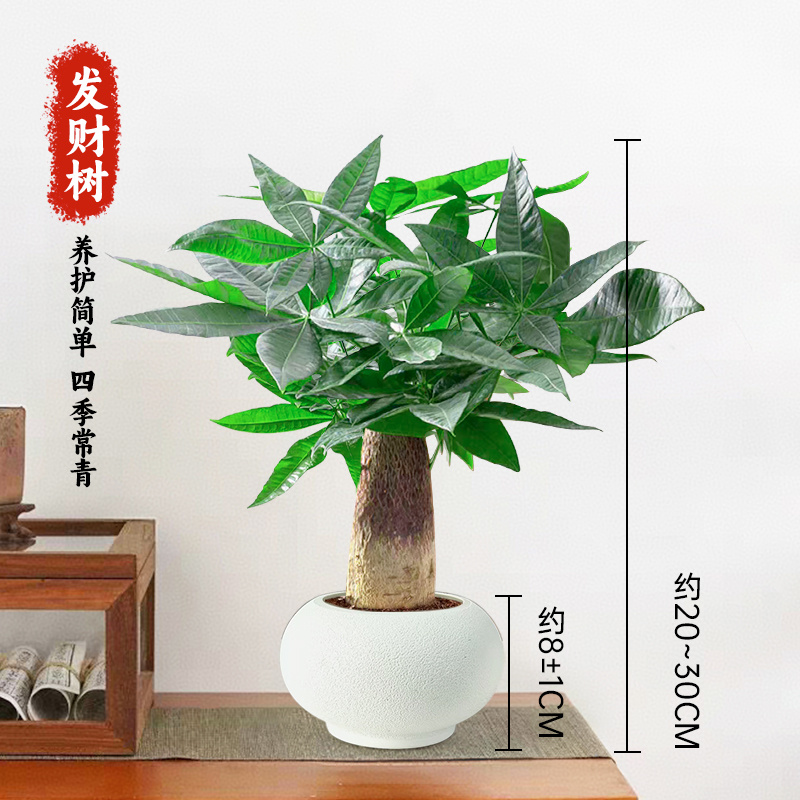 【发财树】室内好养护懒人桌面简约风盆栽花卉绿植物观叶耐旱