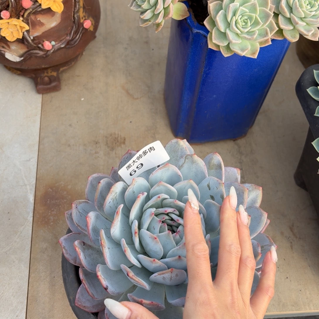 L***～黑大帅多肉69橙子