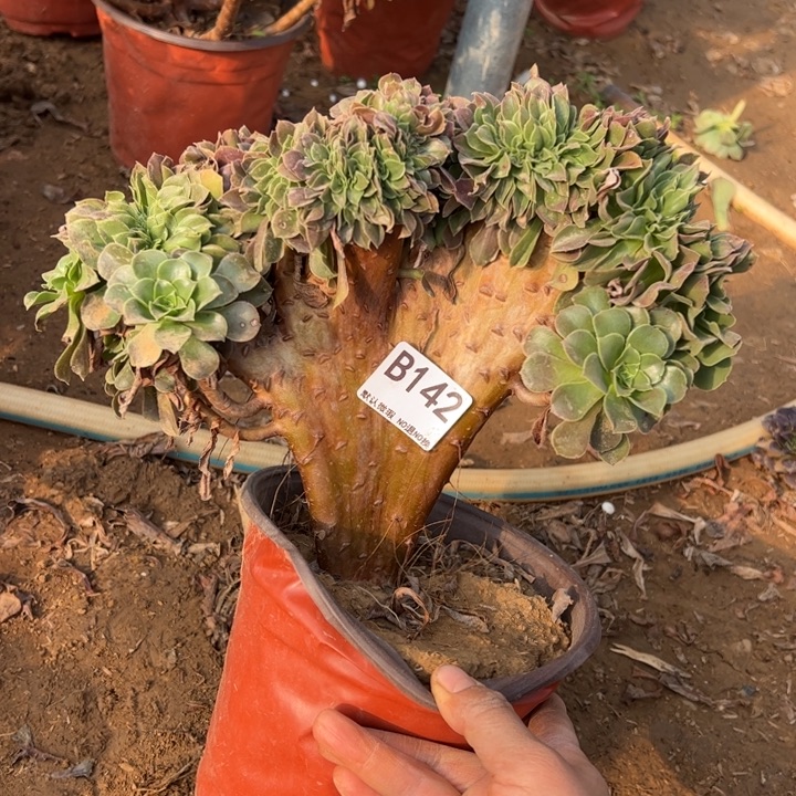 玫瑰缀多肉植物142.