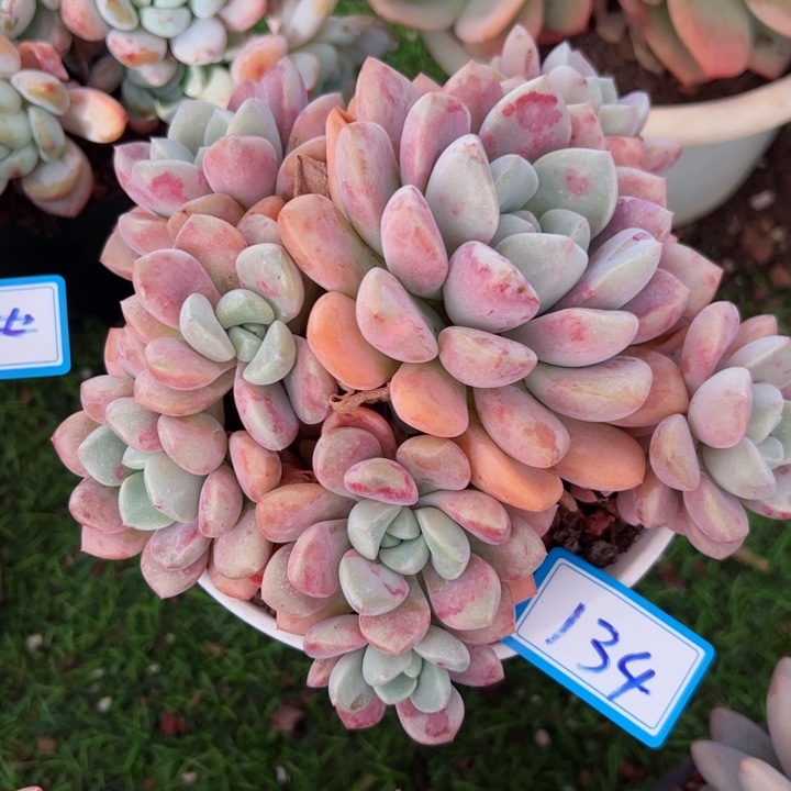 134花斑露平平安安健健康康