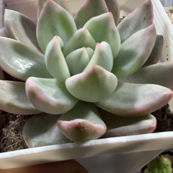 香槟锦多肉植物量拍