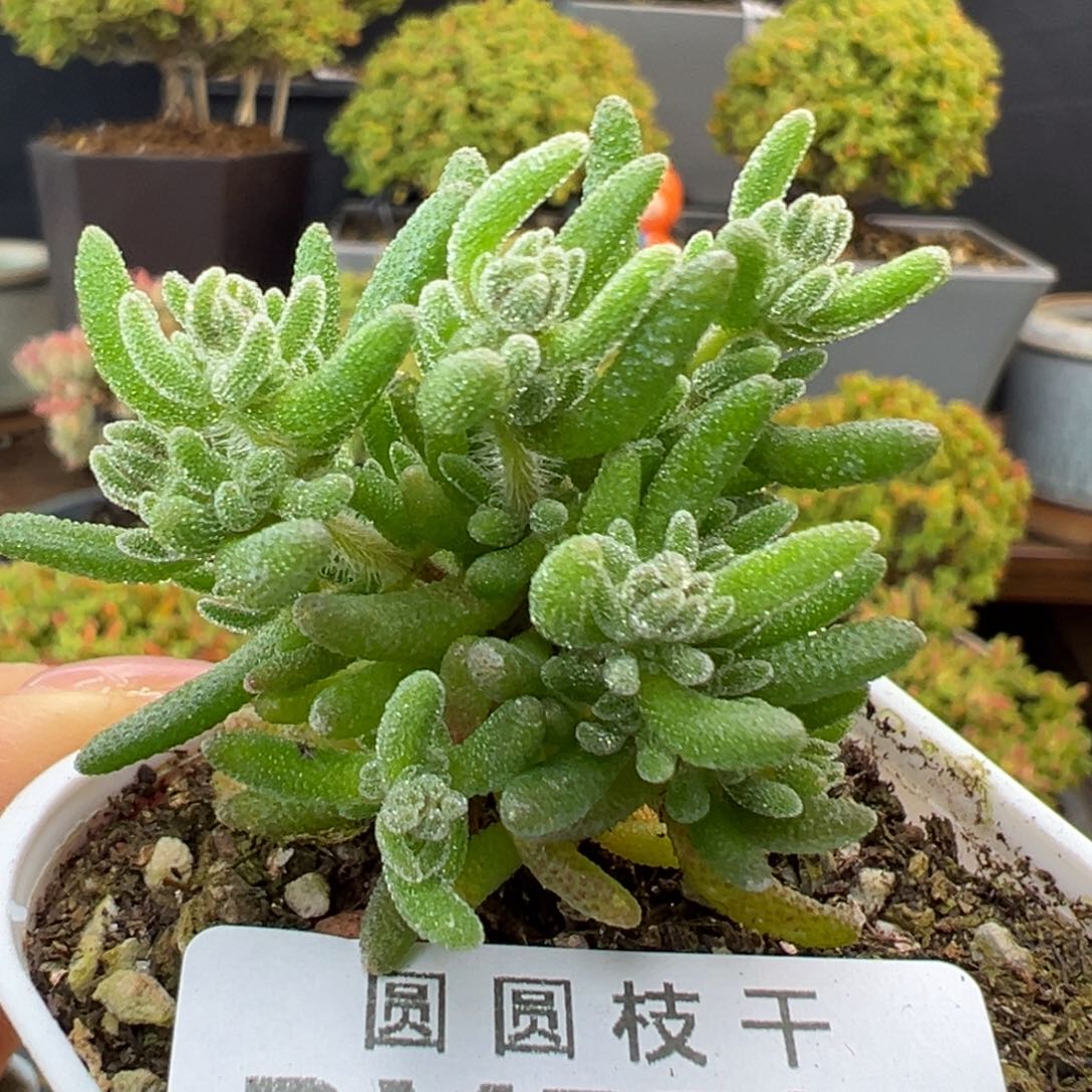 dy5531小可爱狐尾盆口5cm