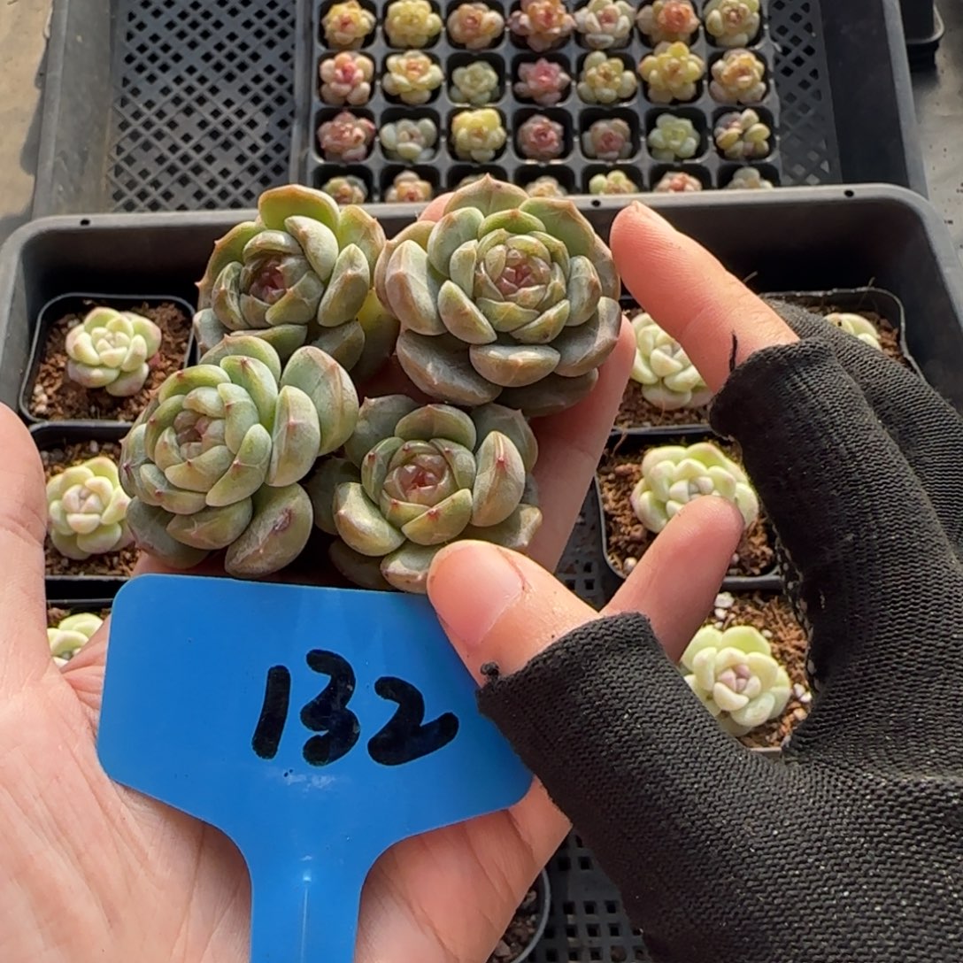 132冰玉哈哈哈哈哈哈哈