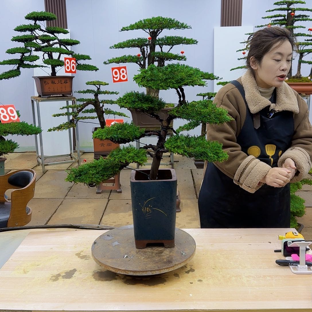 盆景直播间1️⃣物1️⃣拍
