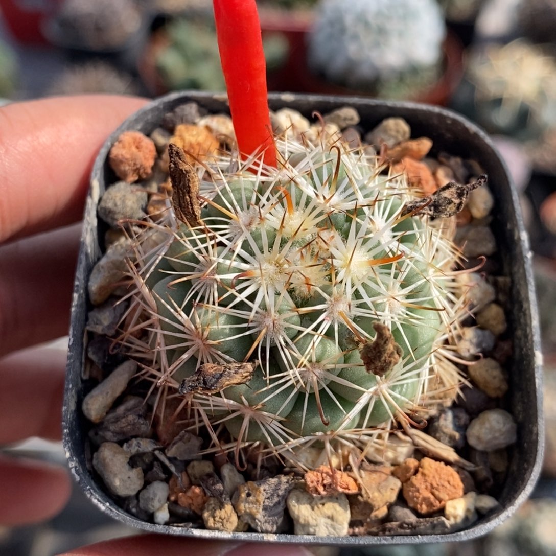 植播园艺控养蓬莱宫