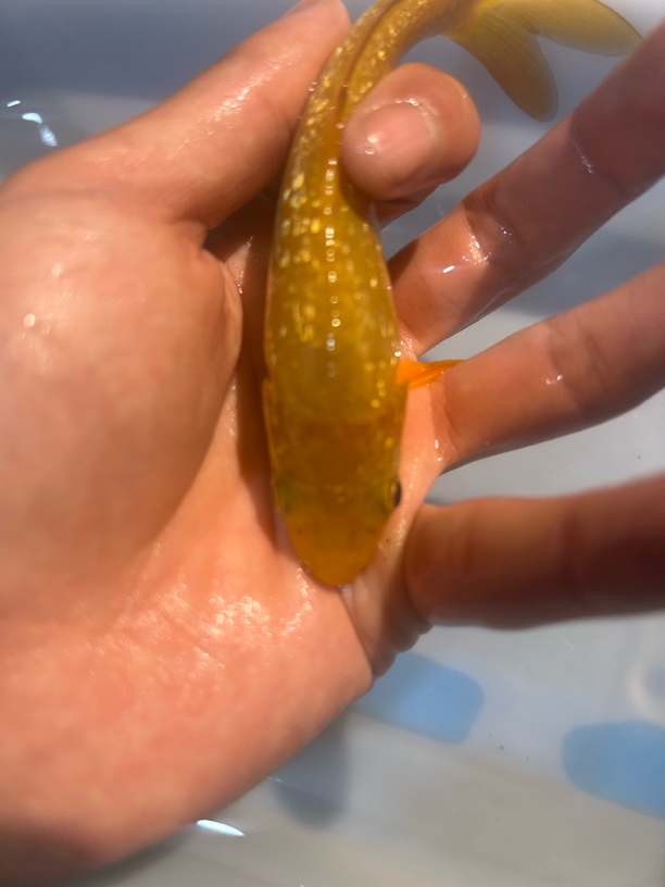 黄猿闪鳞  小西赤目芥子 闪鳞红茶锦鲤