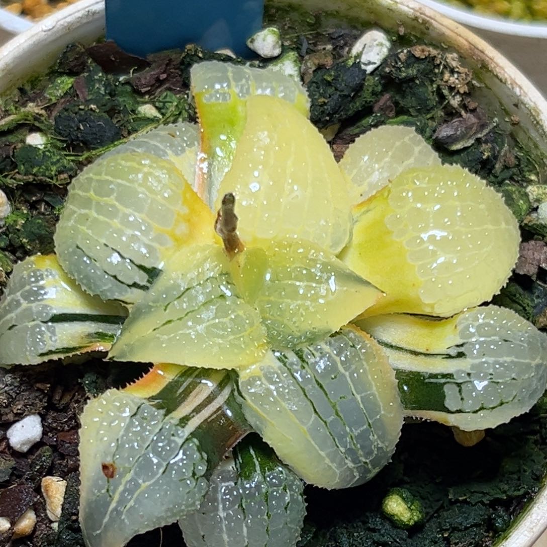 恭喜发财大吉大利0382