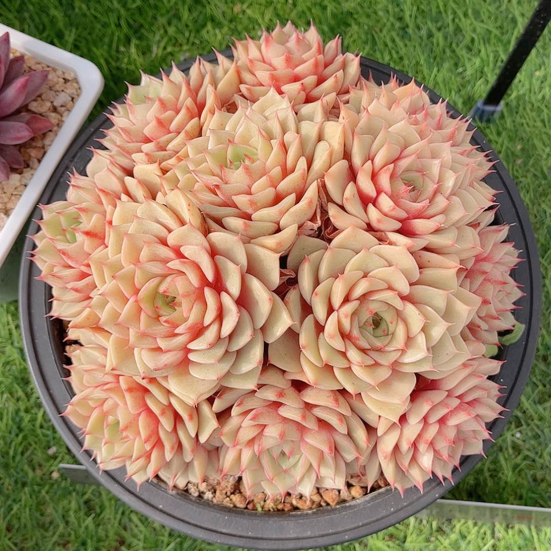 黄金苯巴自然群多肉