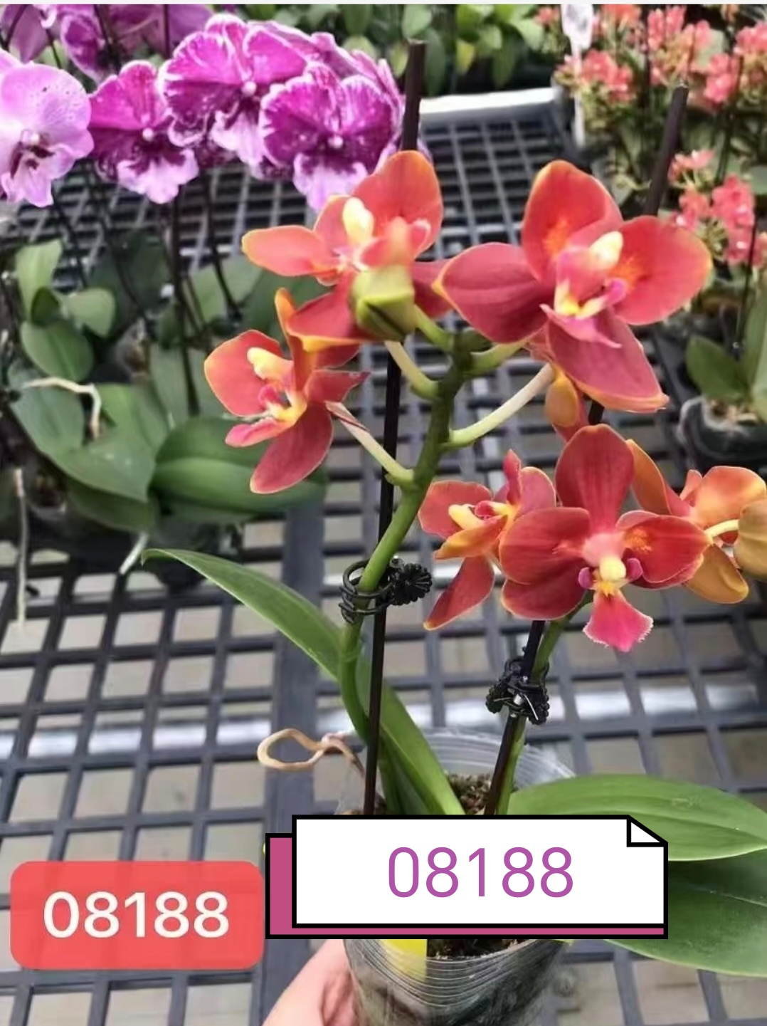 【08188】蝴蝶兰苗子3.0杯带花剑蜡质花变异品种稀有品