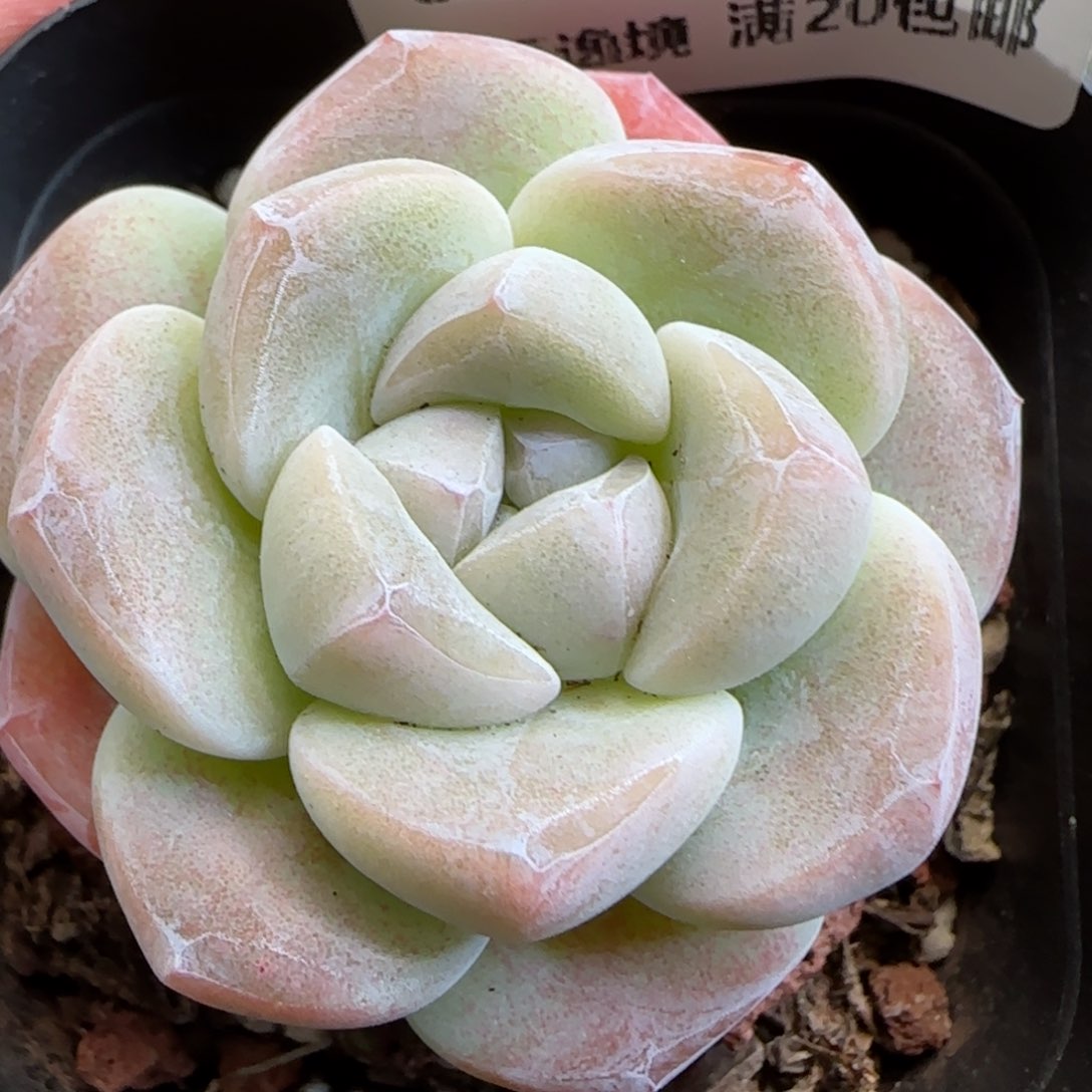 花语逸镜0125-341冰玉