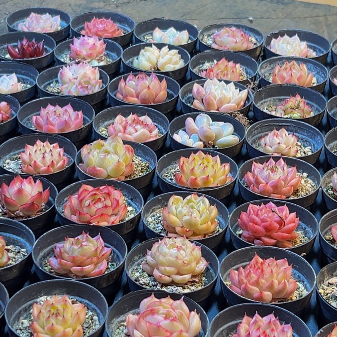 496多肉葡萄的味道真的是很