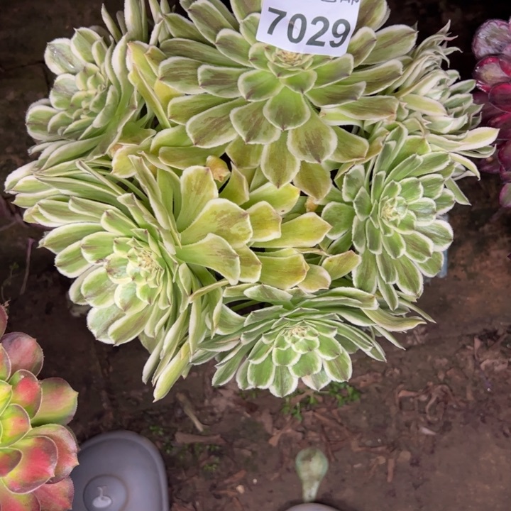 7029碧浪多肉植物