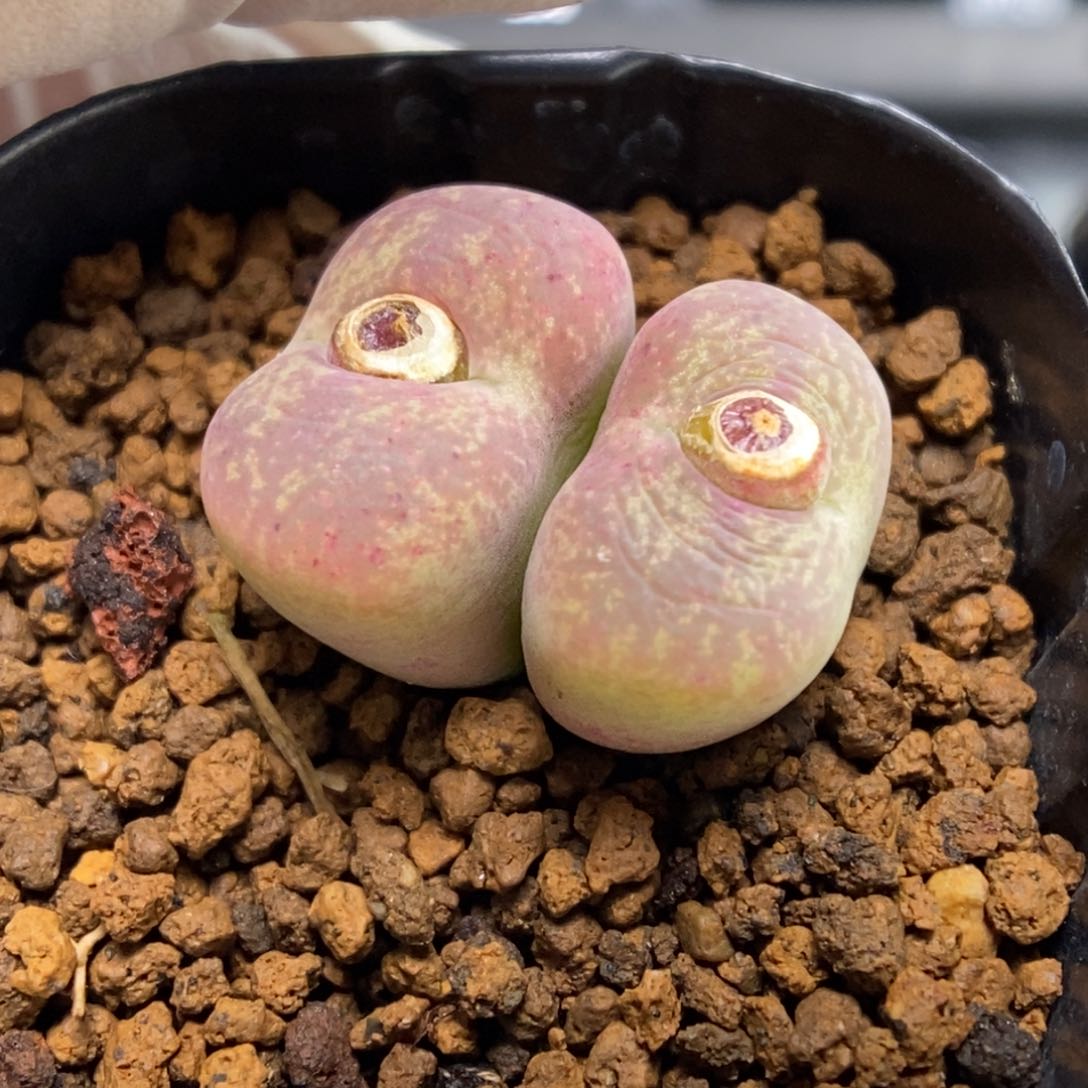 多肉植物肉锥杂交K-027（1.9）