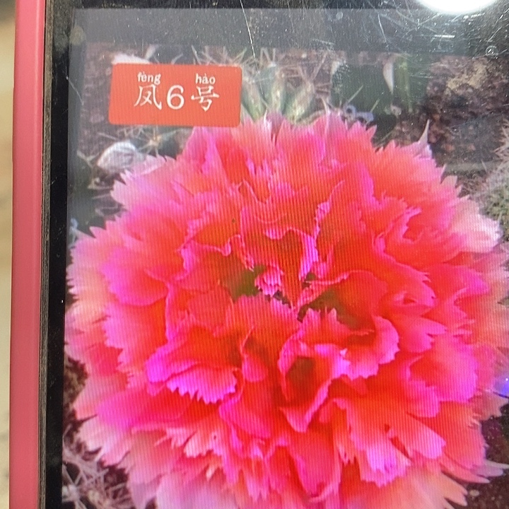 凤羽6号侧芽嫁接用两公分
