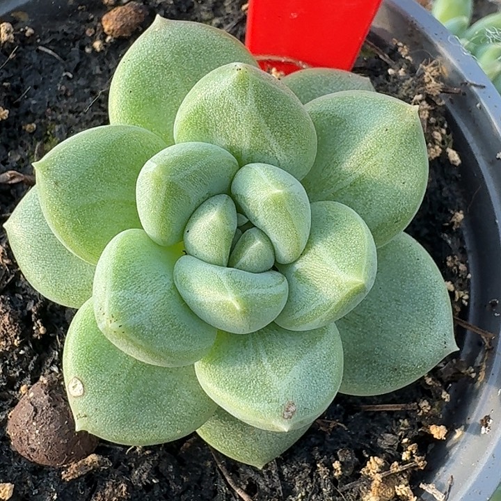 美人399多肉植物