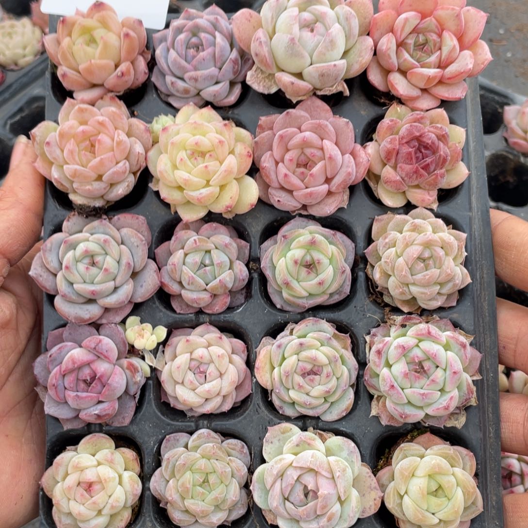 一物一拍20颗小苗29-208