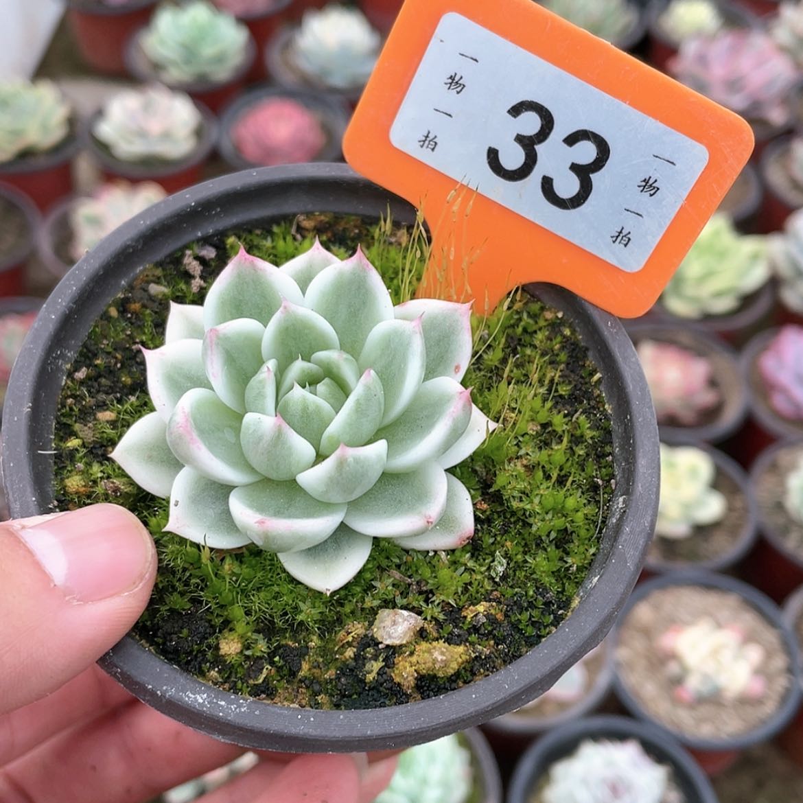 【闪购商品】33号的