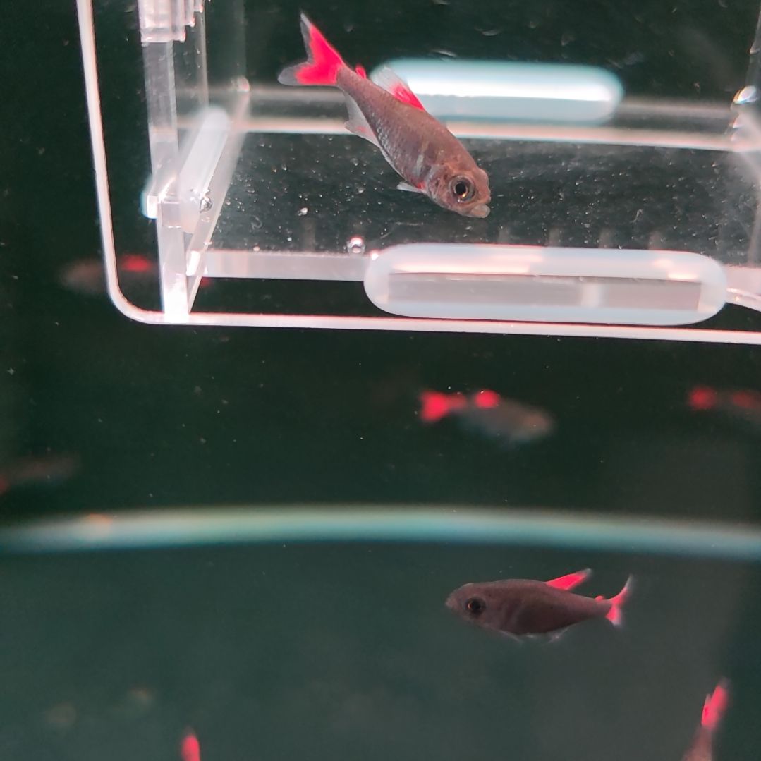 灯科鱼5红旗灰太狼