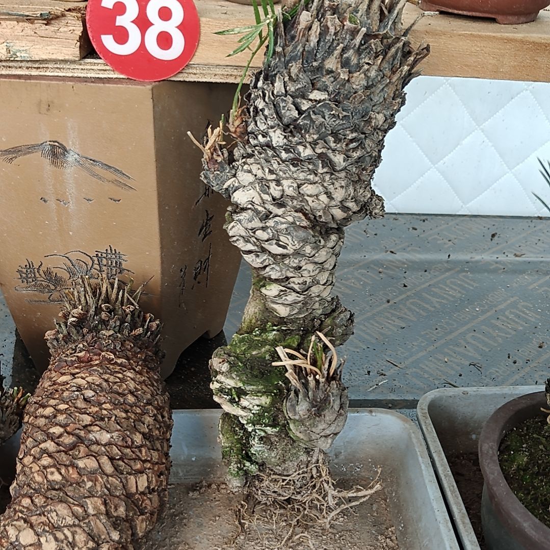 沾***草无花朵白鳞铁盆景基地价