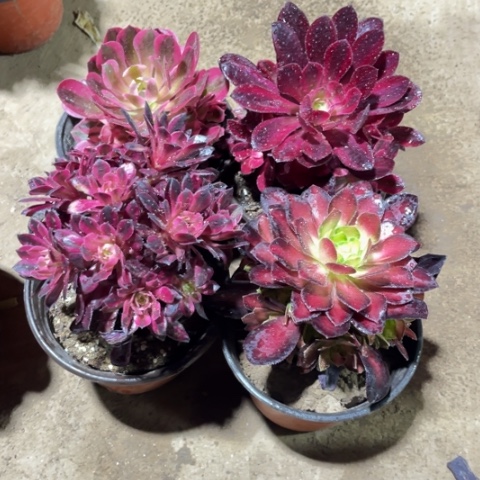 150多肉植物组合