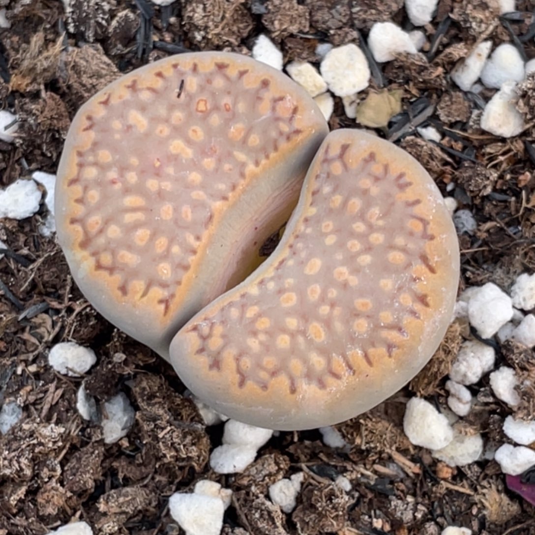 非偏远满20包邮303