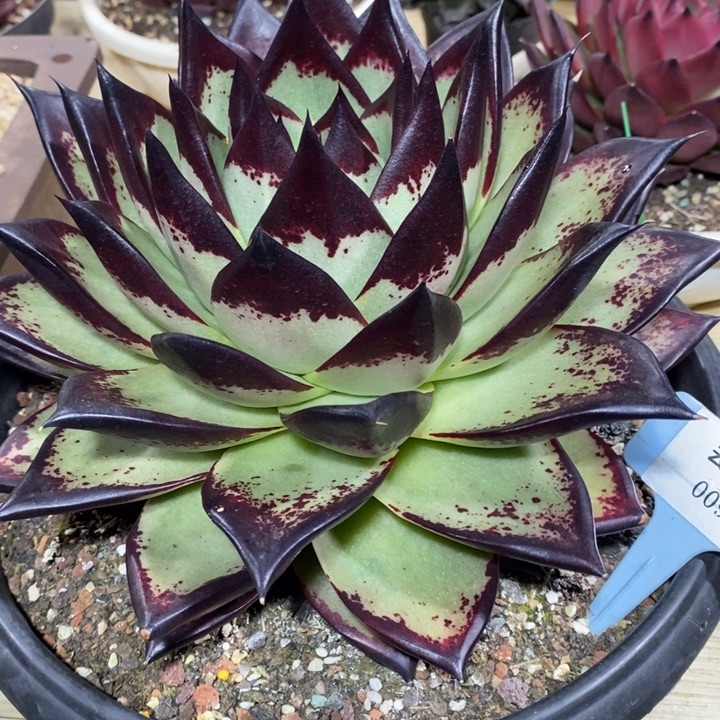 D009/ 直播福利 乌木