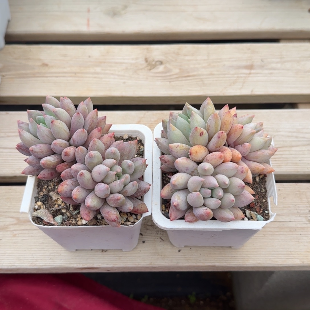 两颗一组五十包邮