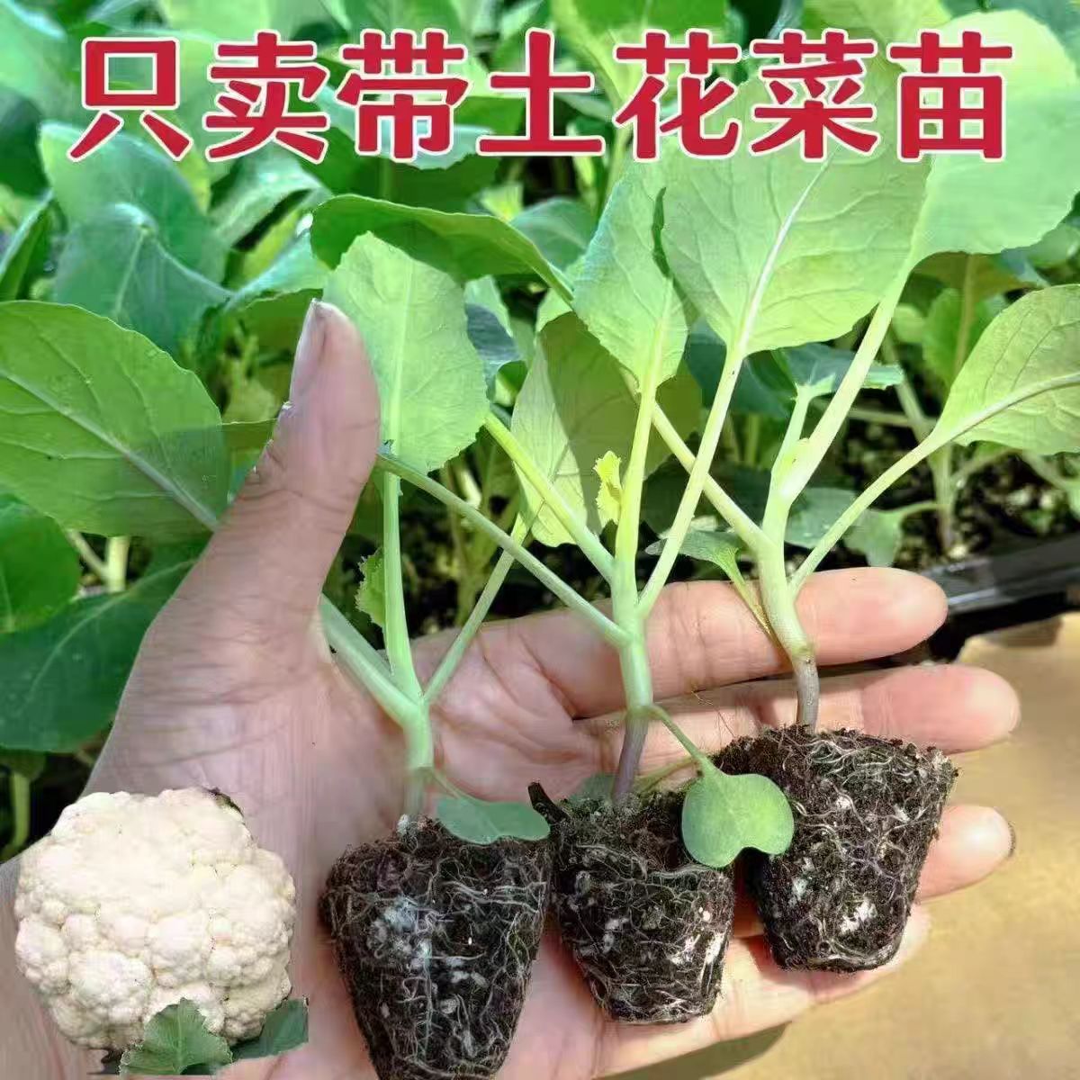 有机耐寒松花菜白菜蔬菜秧新鲜带泥原土发货成活率高