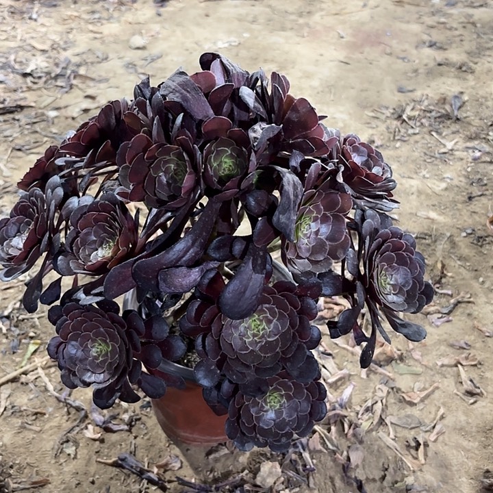 多肉植物黑暗萝莉15
