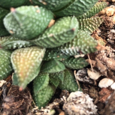 小*子原始硬叶侧牙无根