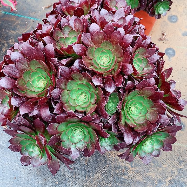 赤艳莲法师多肉植物