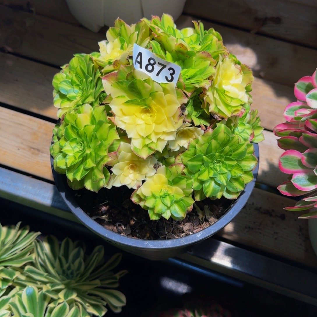 873多肉植物法师号