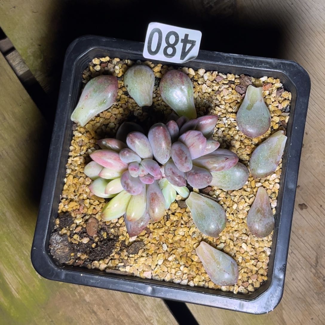 多肉植物虞美人480锦