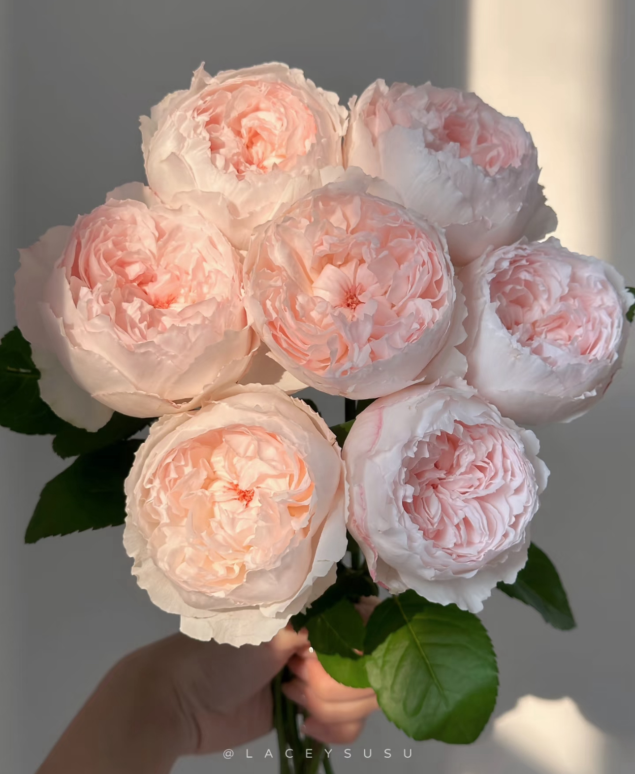 【买二单赠一】可爱瓷 可可爱爱小包子