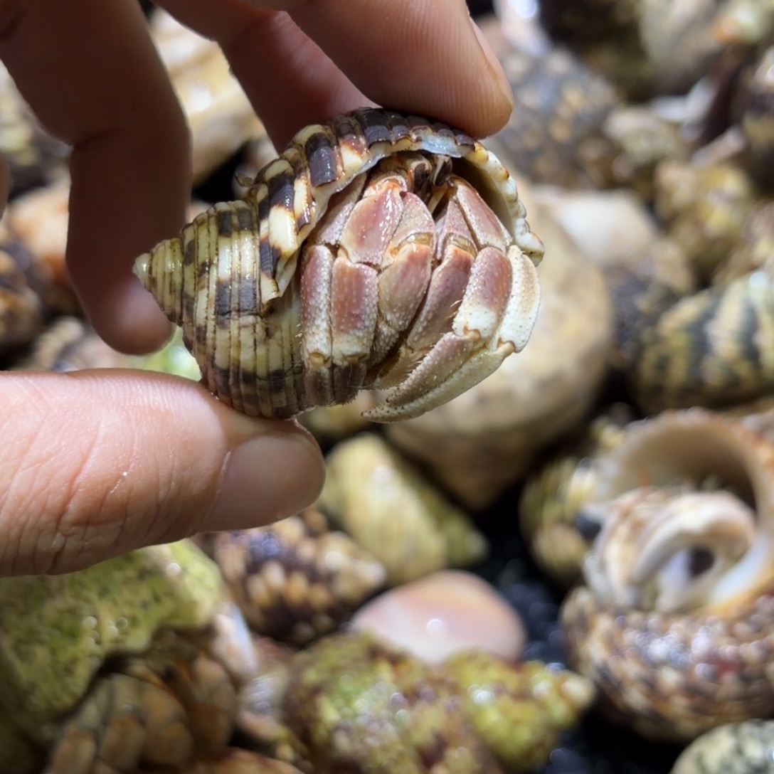 活体宠物 不退不换 2