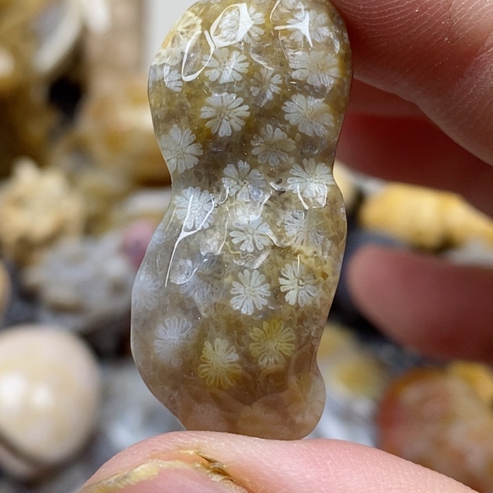 颈饰未镶嵌硅化珊瑚（珊瑚玉）