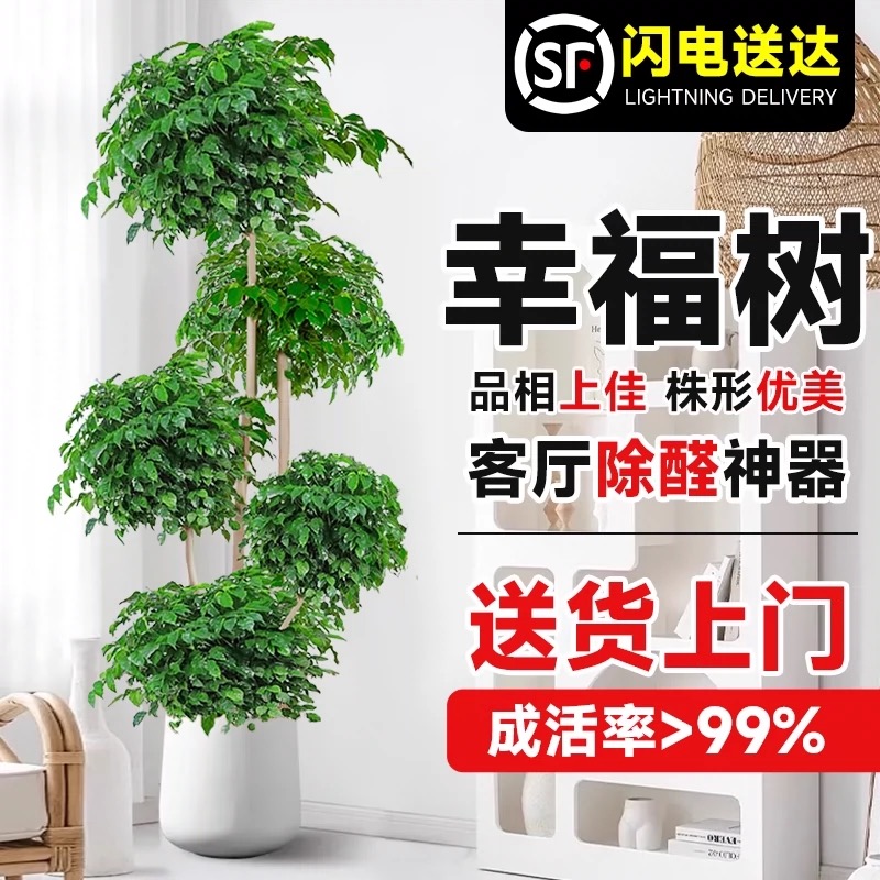 【1.7-1.8米】五层造型老桩绿宝幸福树盆栽净化甲醛室内大型绿植