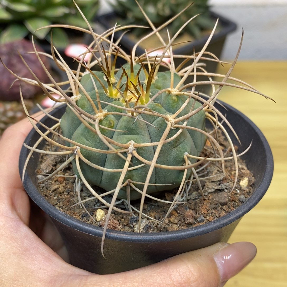      18号 实生 强刺光琳玉整体9公分