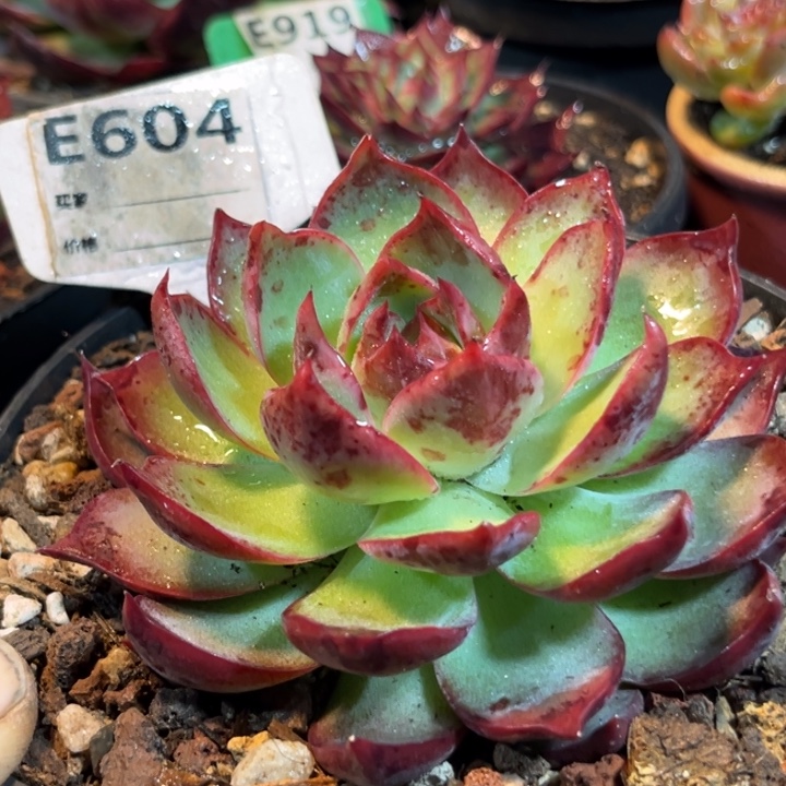 血斑惊鸿一物一拍包装收缩花旱604