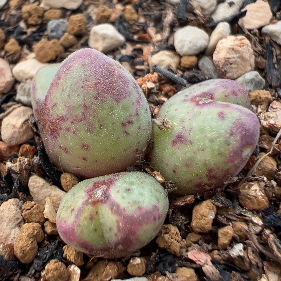 41多肉植物百科知识