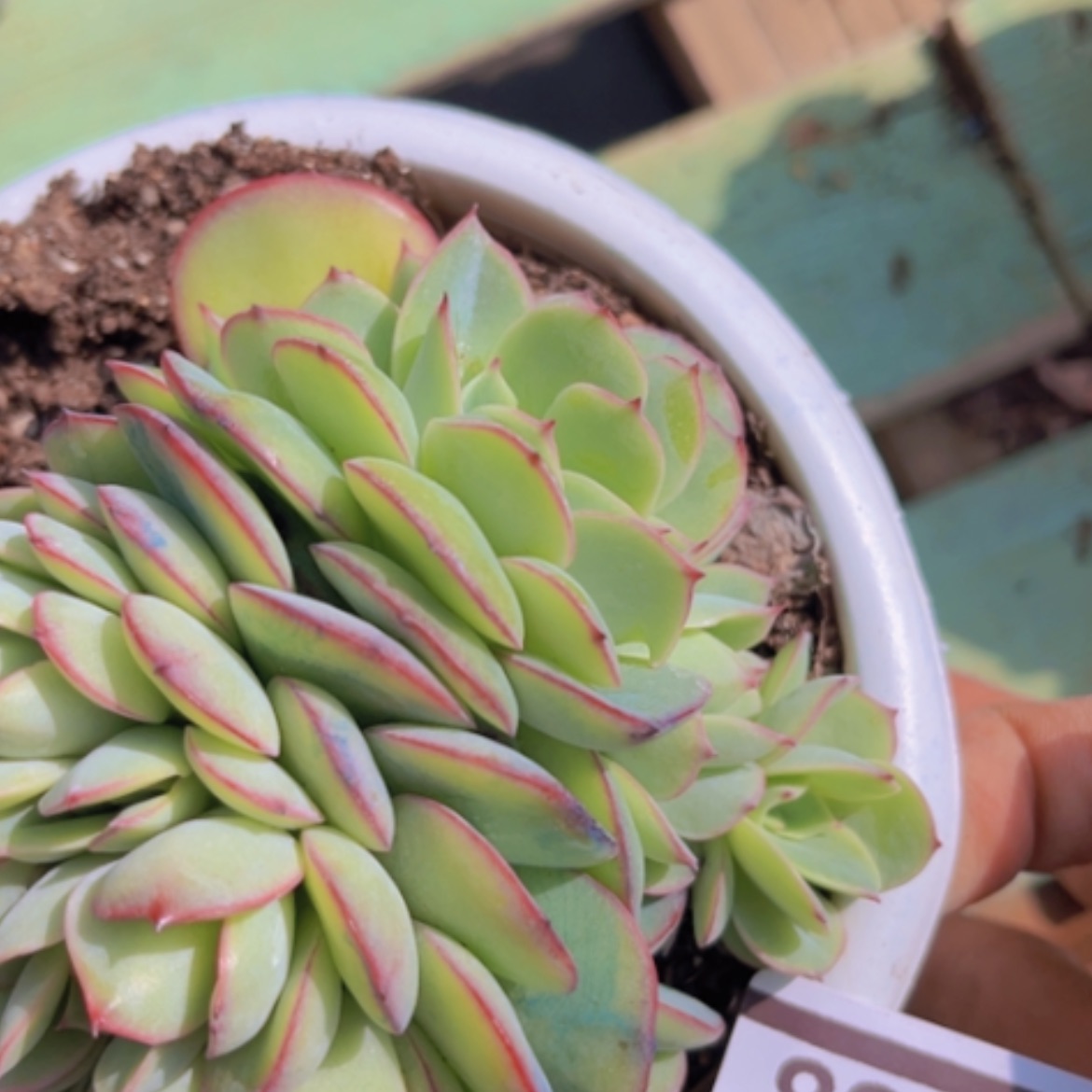 【闪购商品】牡丹亭缀17138