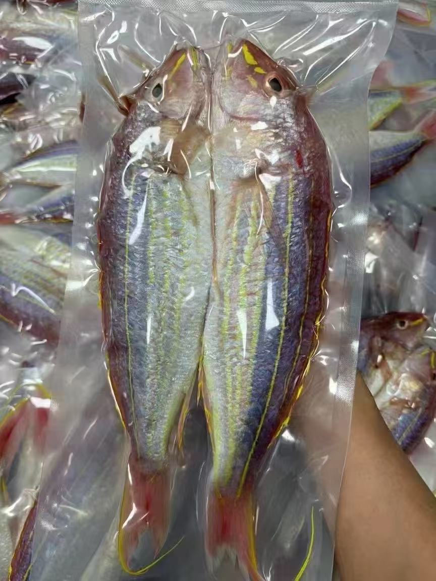 野生海钓金线鱼速冻发货顺丰包邮