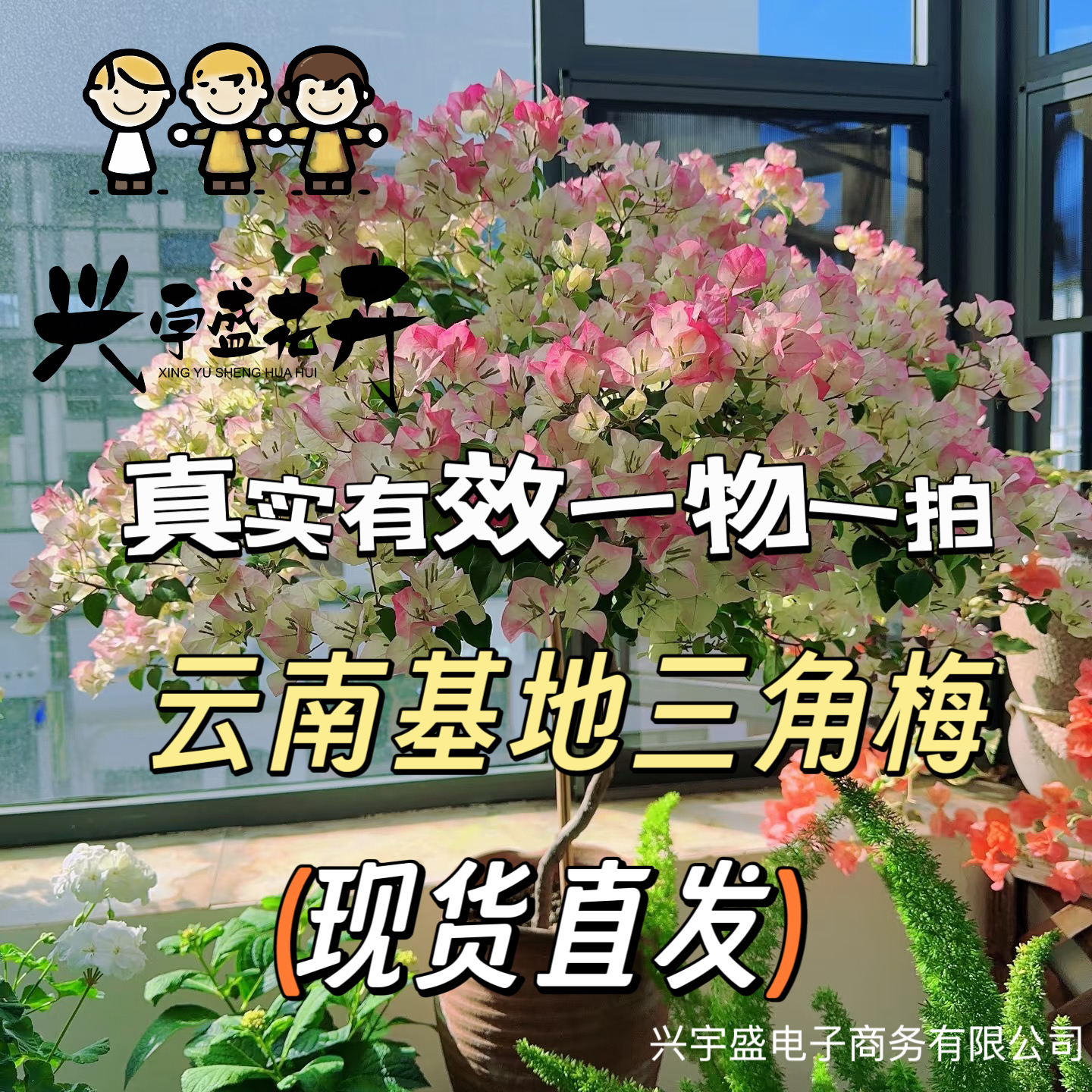 flower 【一物一拍双盆 】23勤花耐活观赏带盆土三角梅