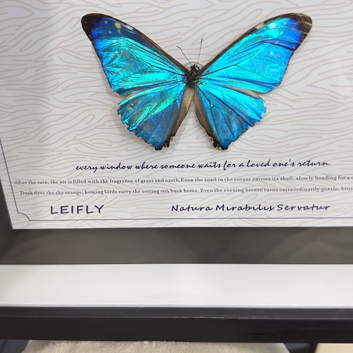 阿***星蝴蝶标本定制789@