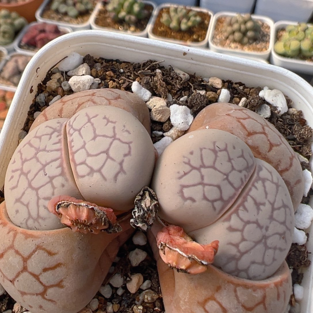 135多肉植物百科知识