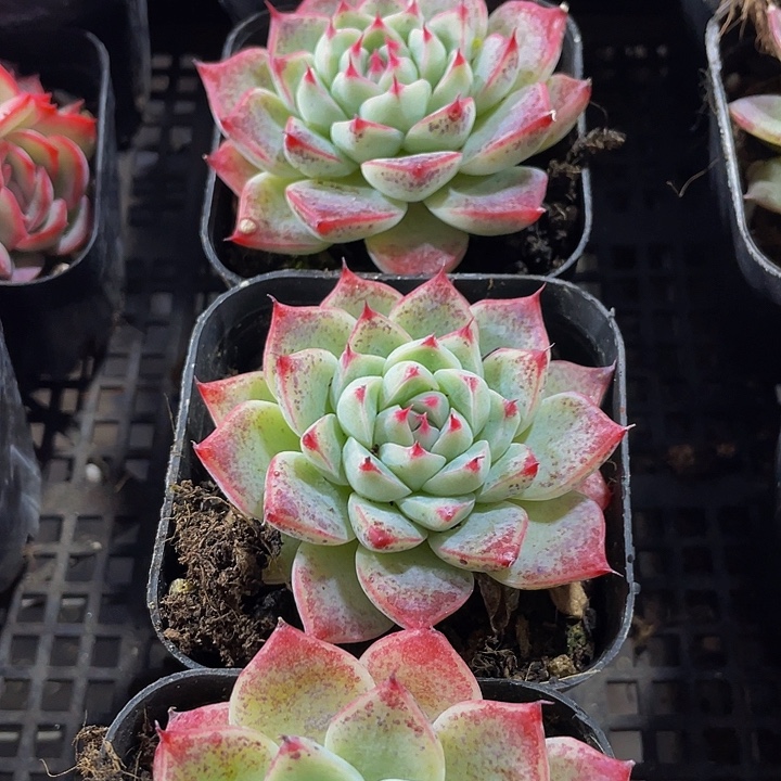 白吉2.8带盆土发货