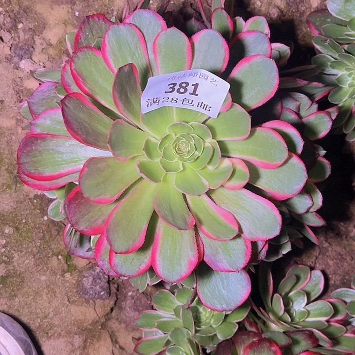 381粉花妖多肉植物